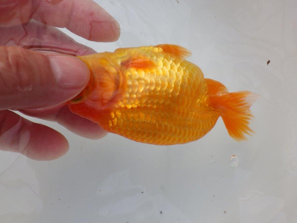 【全国大会東大関獲得ブリーダー様の系統魚 】幅があり上からのご鑑賞がお勧め当歳らんちゅう約11,5㎝オス？
