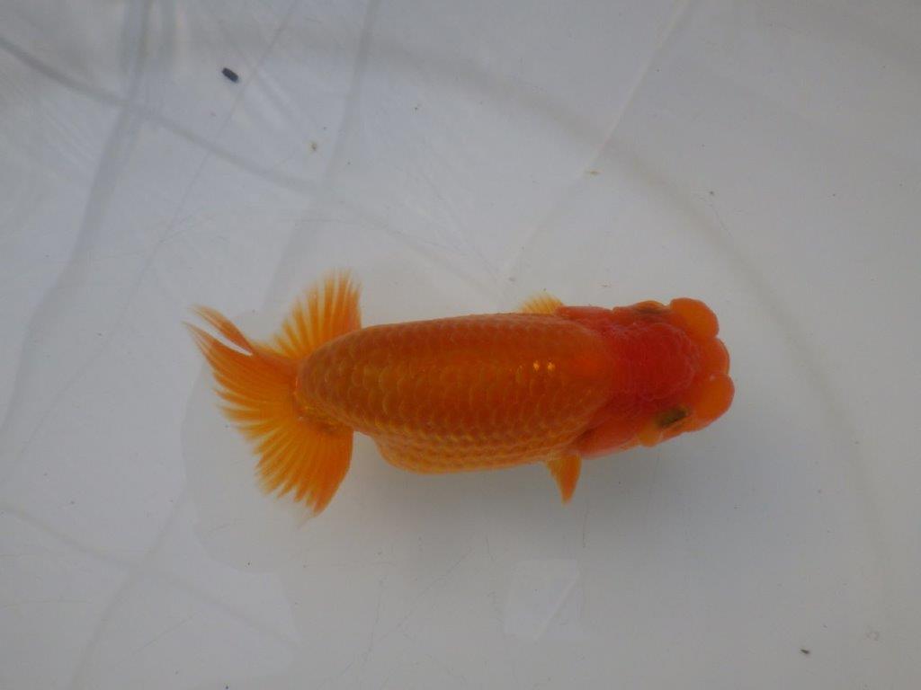 【全国大会東大関獲得ブリーダー様の系統魚 】幅があり上からのご鑑賞がお勧め当歳らんちゅう約11,5㎝オス？