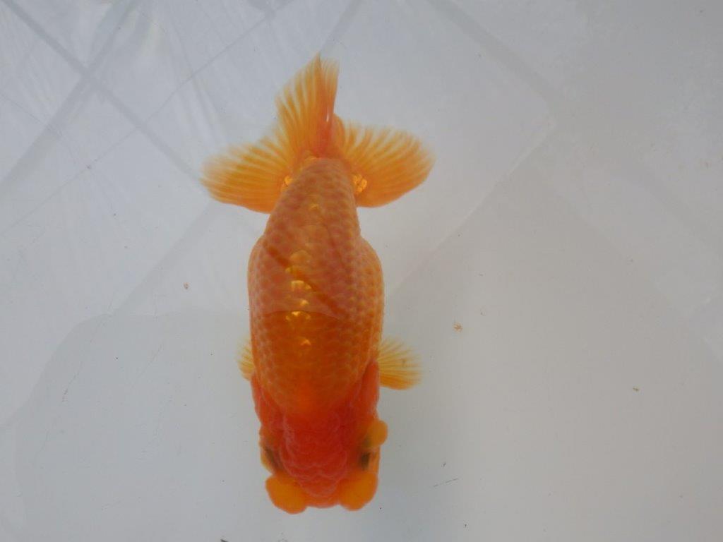 【全国大会東大関獲得ブリーダー 様の系統魚】背のラインが美しい当歳らんちゅう約10㎝オス？の上身