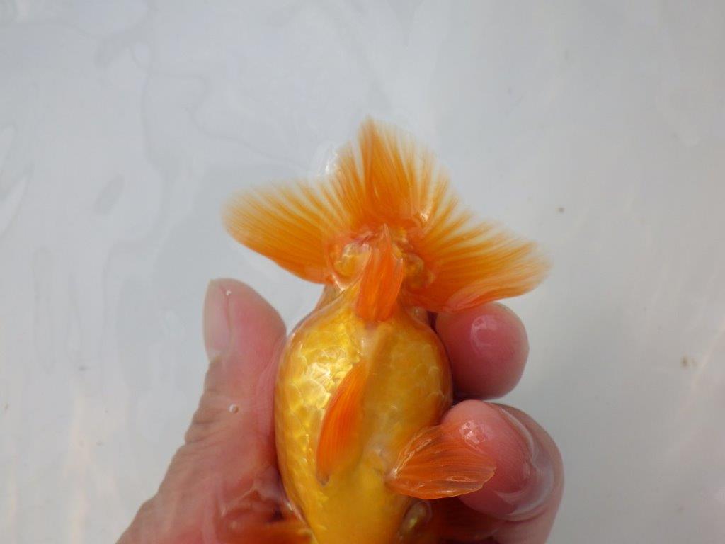 【全国大会東大関獲得ブリーダー 様の系統魚】背のラインが美しい当歳らんちゅう約10㎝オス？
