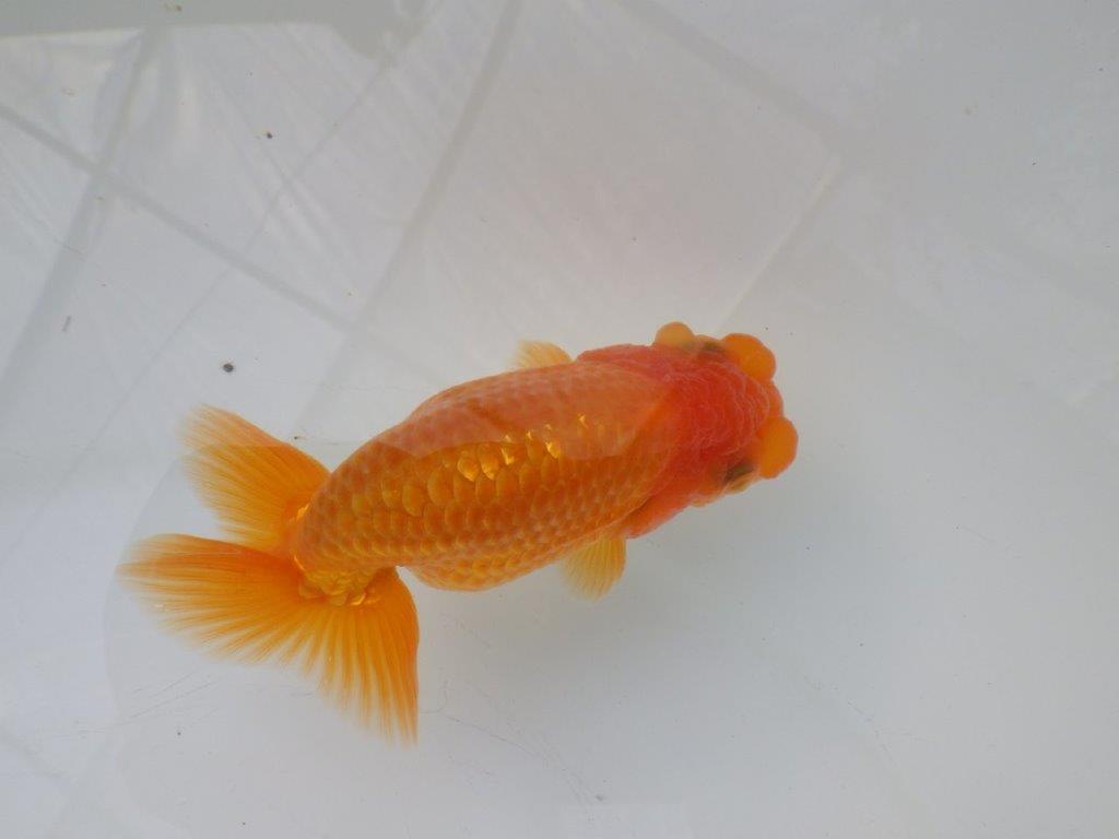 【全国大会東大関獲得ブリーダー 様の系統魚】背のラインが美しい当歳らんちゅう約10㎝オス？