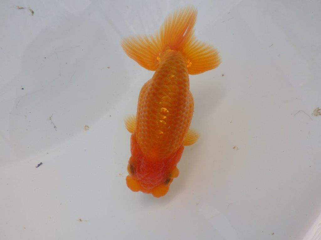 【全国大会東大関獲得ブリーダー 様の系統魚】背のラインが美しい当歳らんちゅう約10㎝オス？