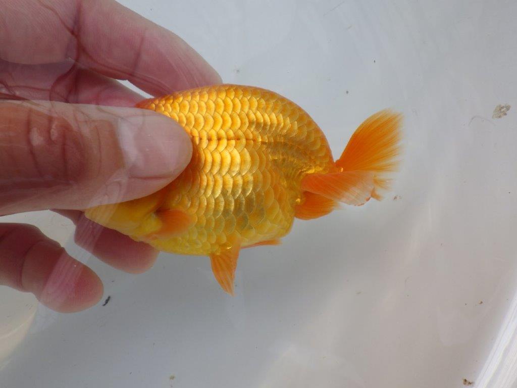 【全国大会東大関獲得ブリーダー 様の系統魚】背のラインが美しい当歳らんちゅう約10㎝オス？