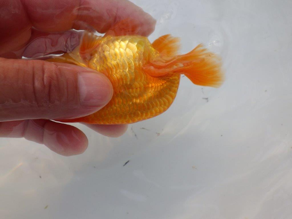 【全国大会東大関獲得ブリーダー 様の系統魚】背のラインが美しい当歳らんちゅう約10㎝オス？
