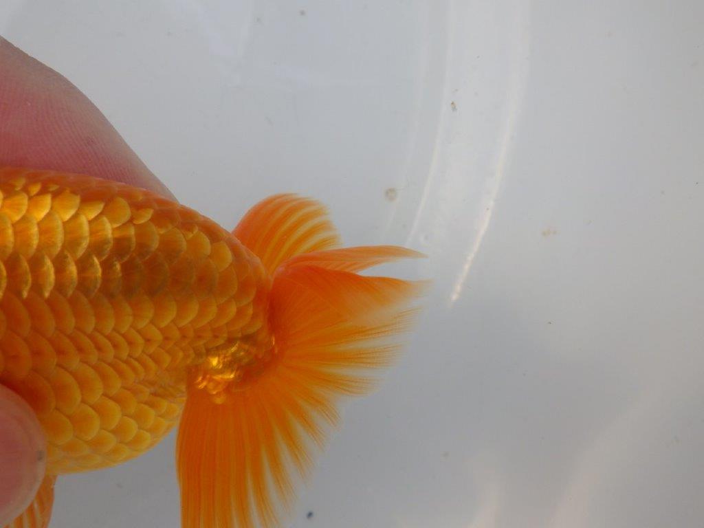【全国大会東大関獲得ブリーダー様の系統魚 】幅があり種にもお勧め当歳らんちゅう約10,5㎝オス?