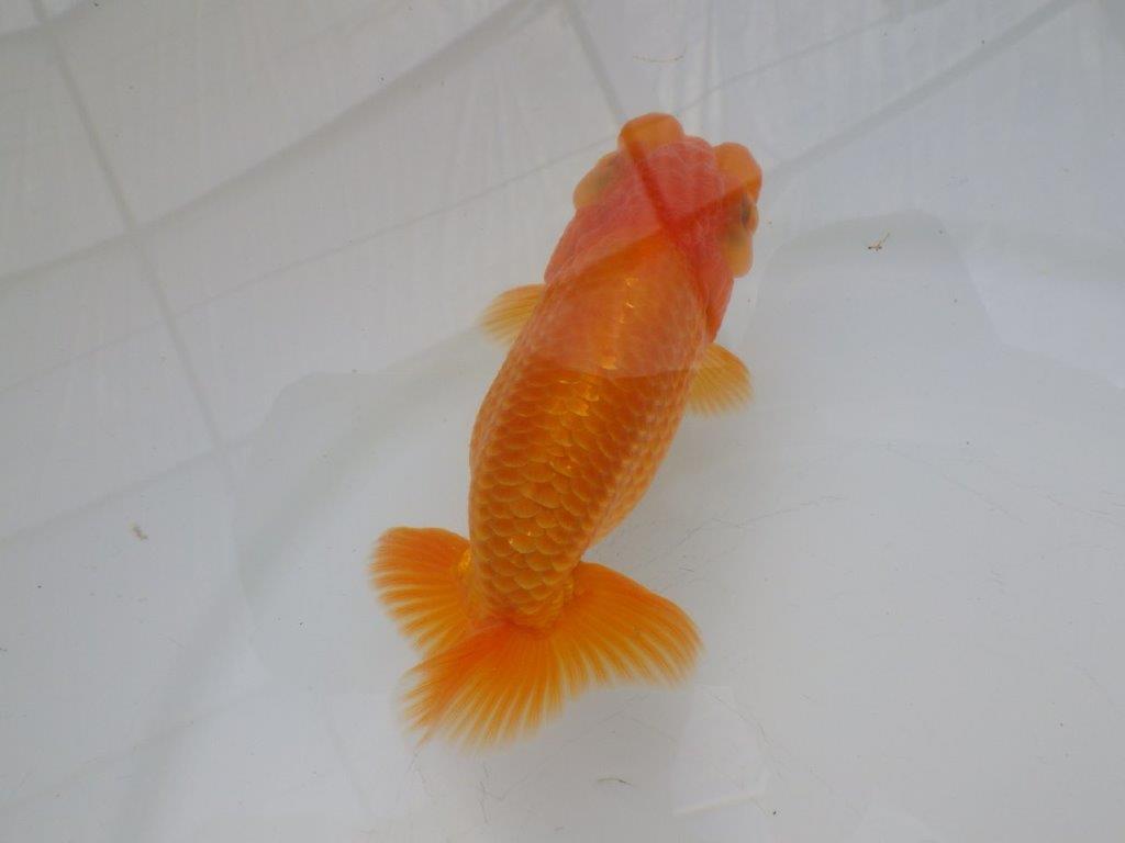 【全国大会東大関獲得ブリーダー様の系統魚 】幅があり種にもお勧め当歳らんちゅう約10,5㎝オス?