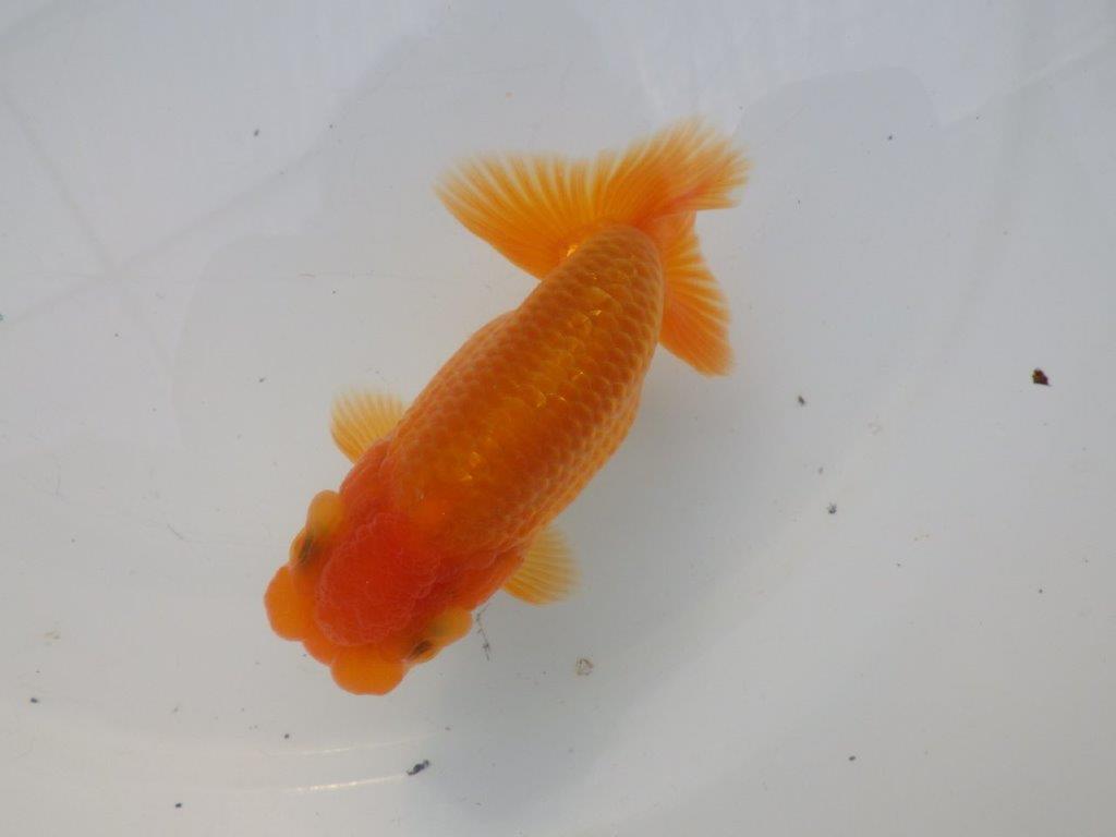 【全国大会東大関獲得ブリーダー様の系統魚 】幅があり種にもお勧め当歳らんちゅう約10,5㎝オス?