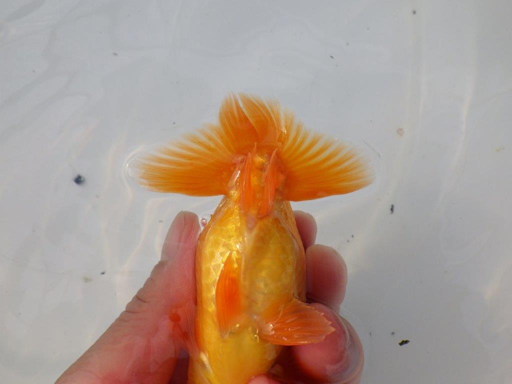 【全国大会東大関獲得ブリーダー様の系統魚 】幅があり種にもお勧め当歳らんちゅう約10,5㎝オス?