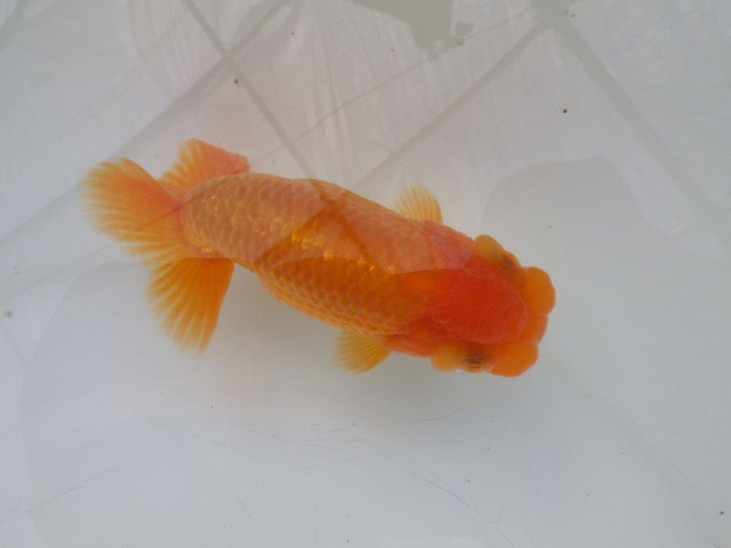 【全国大会東大関獲得ブリーダー様の系統魚 】幅があり種にもお勧め当歳らんちゅう約10,5㎝オス?