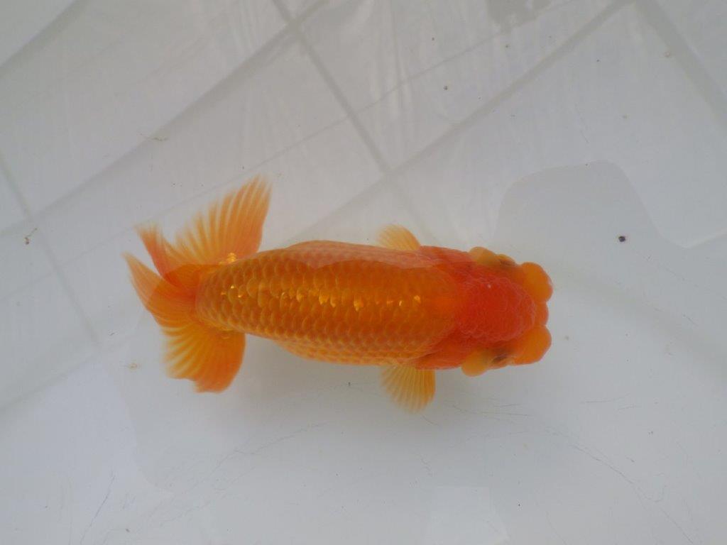 【全国大会東大関獲得ブリーダー様の系統魚 】幅があり種にもお勧め当歳らんちゅう約10,5㎝オス?