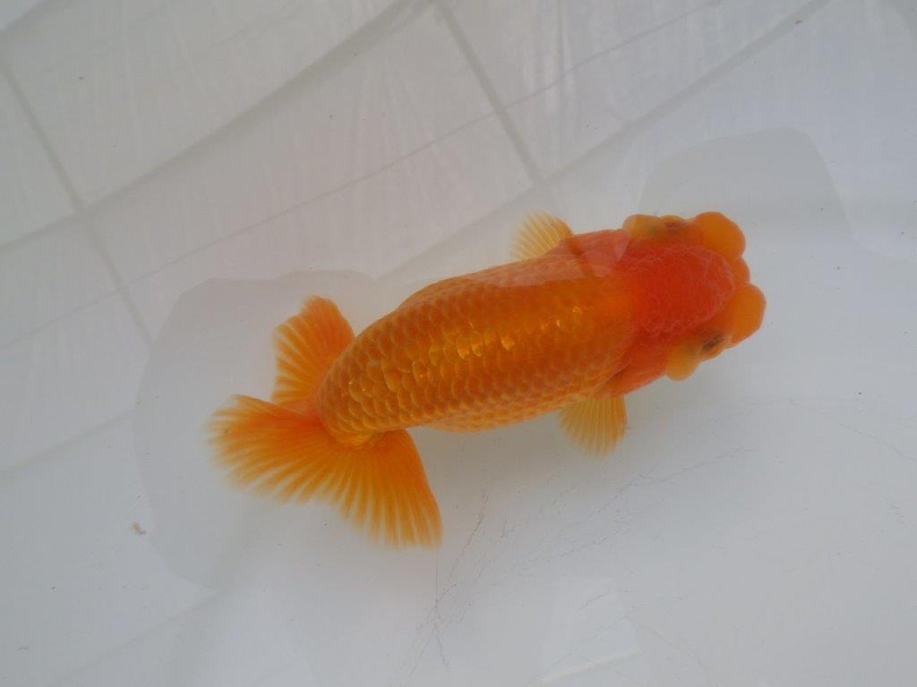 【全国大会東大関獲得ブリーダー様の系統魚 】幅があり種にもお勧め当歳らんちゅう約10,5㎝オス?