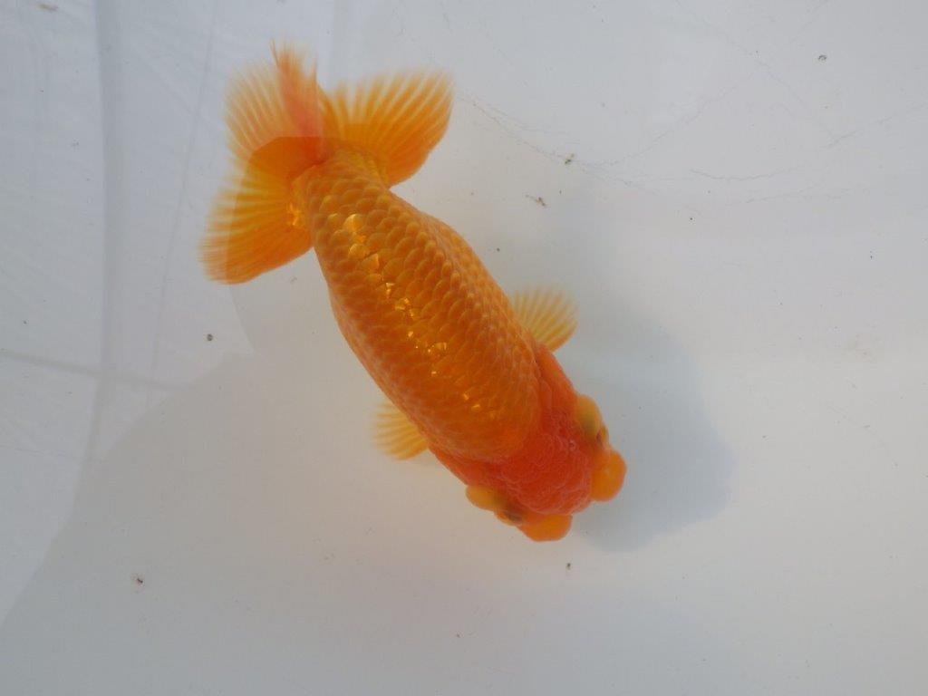 【全国大会東大関獲得ブリーダー様の系統魚 】幅があり種にもお勧め当歳らんちゅう約10,5㎝オス？の上身