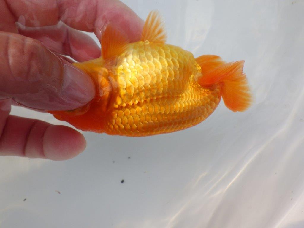 【全国大会東大関獲得ブリーダー様の系統魚 】幅があり種にもお勧め当歳らんちゅう約10,5㎝オス?