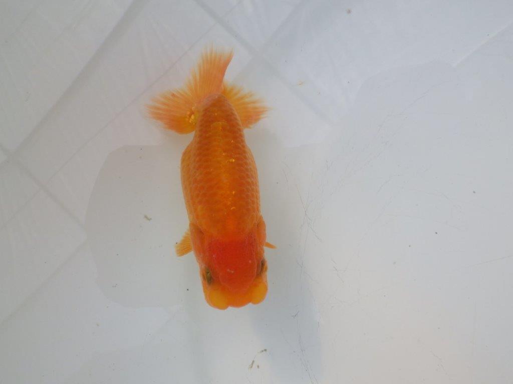 【全国大会東大関獲得ブリーダー様の系統魚 】上見がお勧め当歳らんちゅう約10,5㎝メス?