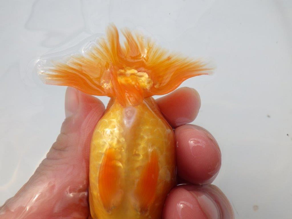 【全国大会東大関獲得ブリーダー様の系統魚 】上見がお勧め当歳らんちゅう約10,5㎝メス?