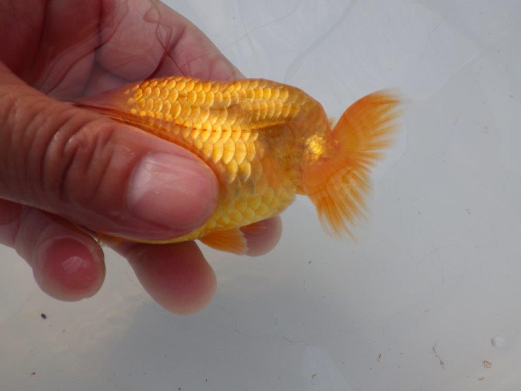 【全国大会東大関獲得ブリーダー様の系統魚 】上見がお勧め当歳らんちゅう約10,5㎝メス?