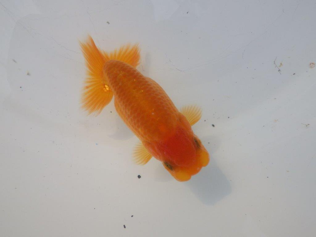【全国大会東大関獲得ブリーダー様の系統魚 】上見がお勧め当歳らんちゅう約10,5㎝メス？の上身