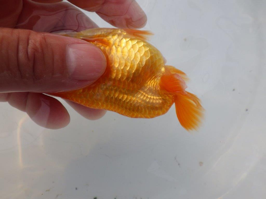 【全国大会東大関獲得ブリーダー様の系統魚 】上見がお勧め当歳らんちゅう約10,5㎝メス?