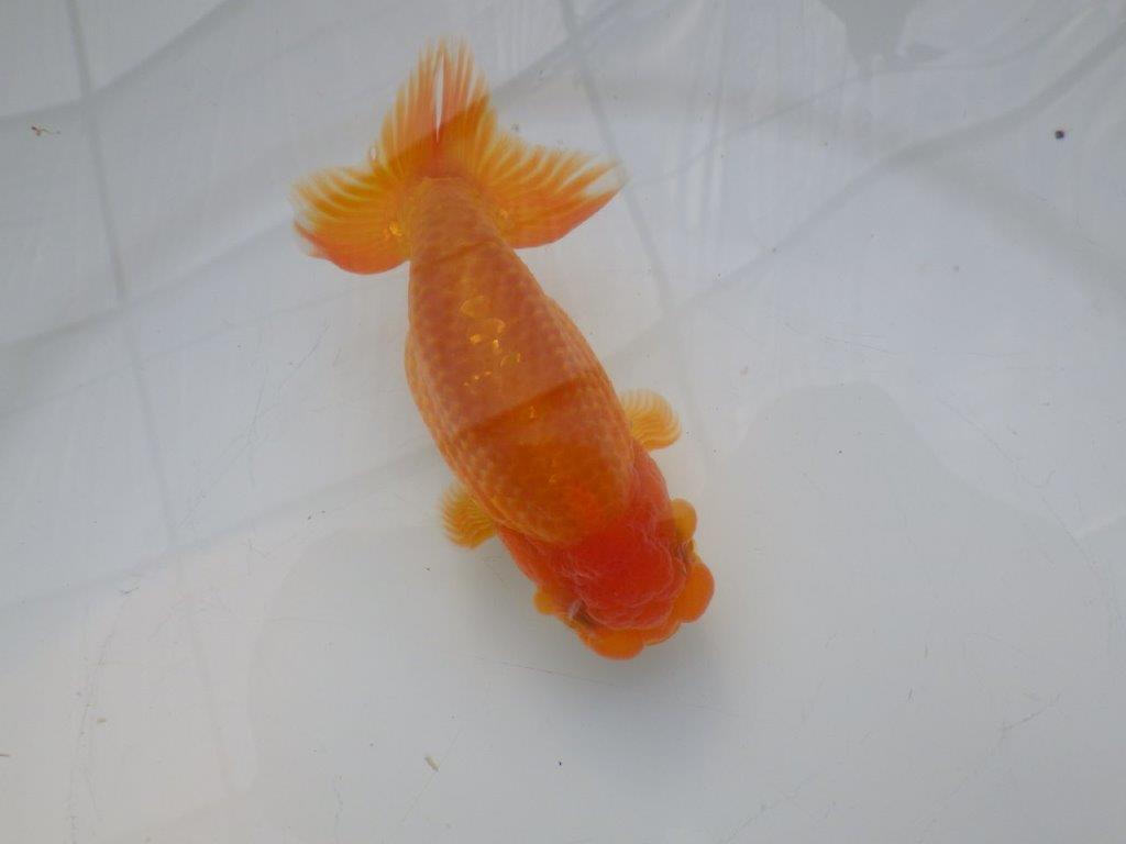 【全国大会東大関獲得ブリーダー様の系統魚 】フンタン&尾張りが良い!当歳らんちゅう約12,5㎝オス?