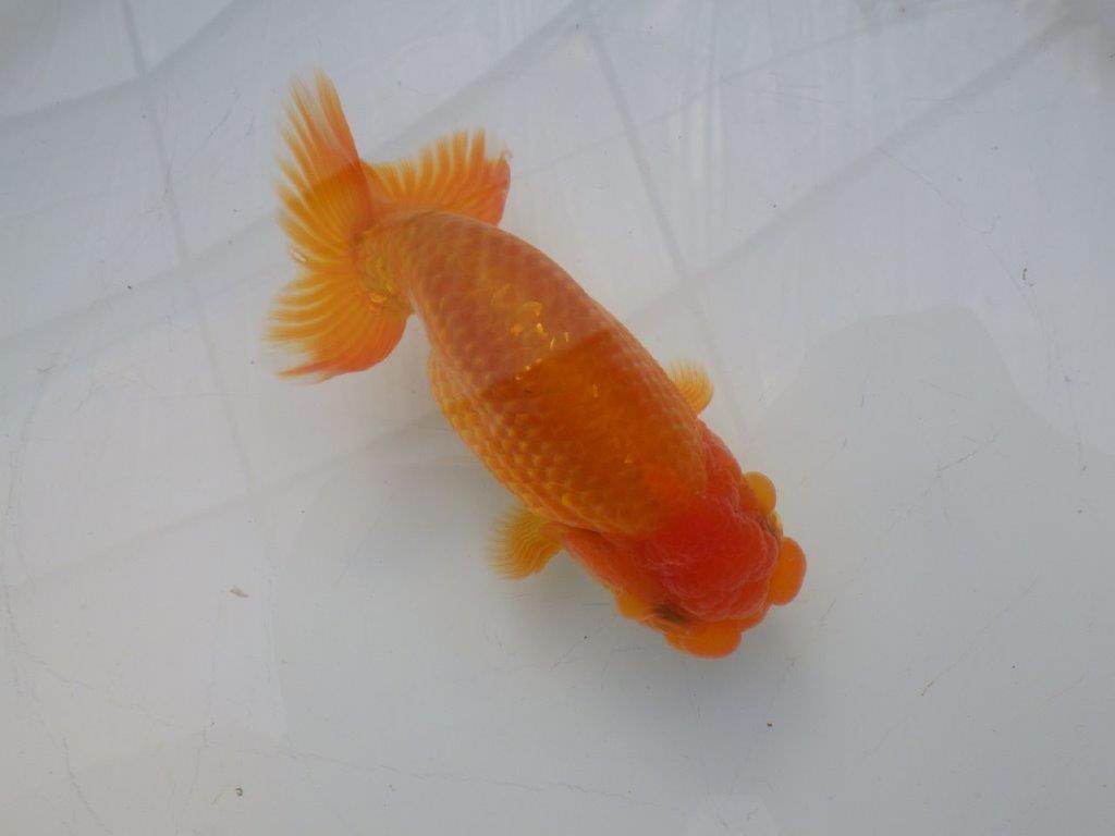 【全国大会東大関獲得ブリーダー様の系統魚 】フンタン&尾張りが良い!当歳らんちゅう約12,5㎝オス?