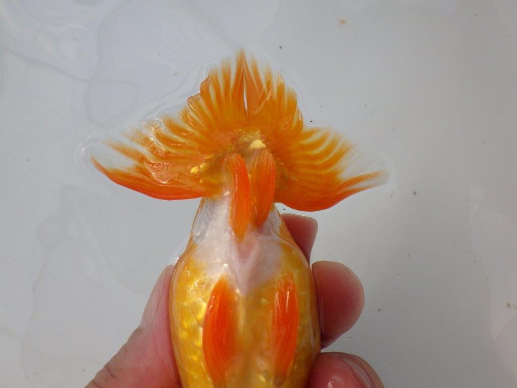 【全国大会東大関獲得ブリーダー様の系統魚 】フンタン&尾張りが良い!当歳らんちゅう約12,5㎝オス?