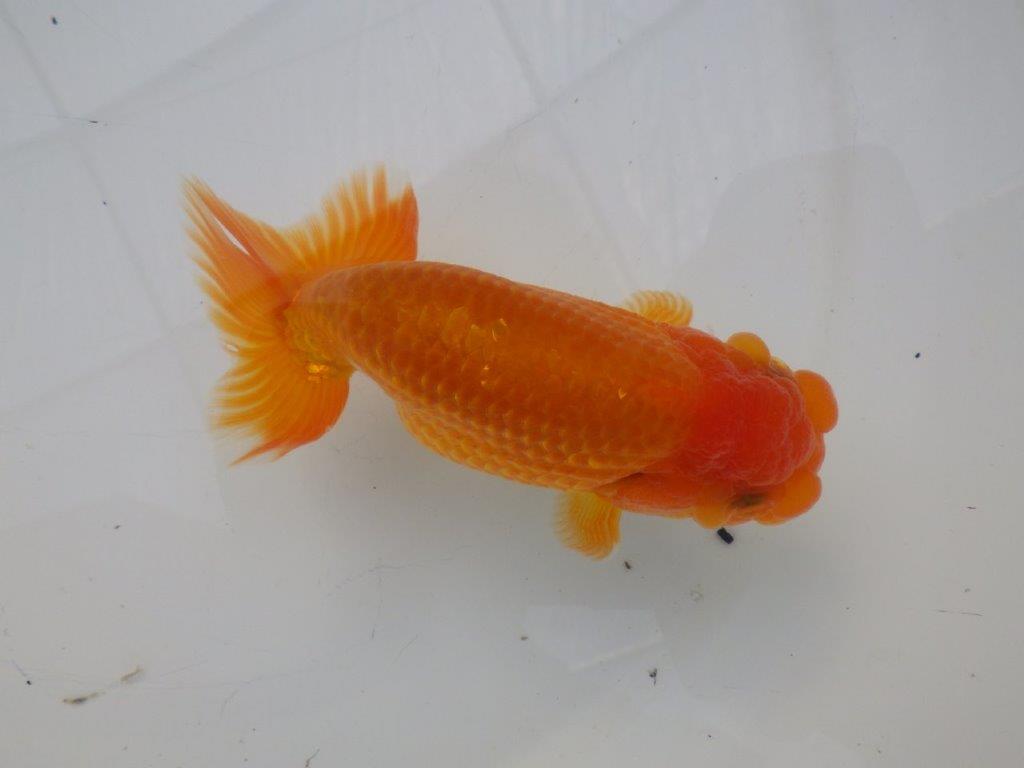 【全国大会東大関獲得ブリーダー様の系統魚 】フンタン&尾張りが良い!当歳らんちゅう約12,5㎝オス?