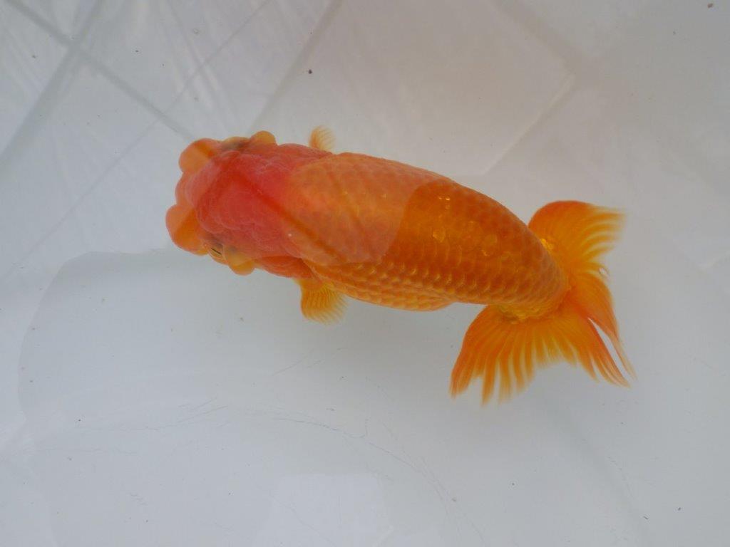 【全国大会東大関獲得ブリーダー様の系統魚 】フンタン＆尾張りが良い！当歳らんちゅう約12,5㎝オス？の上身