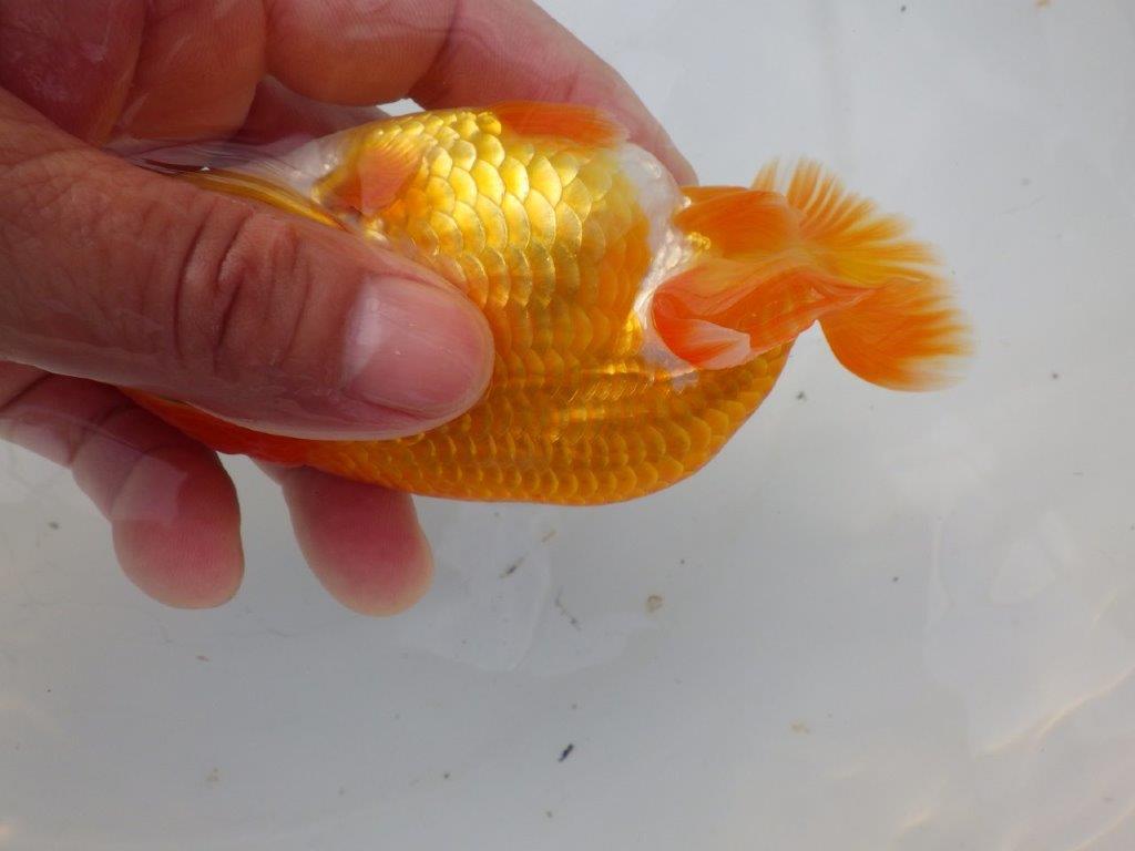 【全国大会東大関獲得ブリーダー様の系統魚 】フンタン&尾張りが良い!当歳らんちゅう約12,5㎝オス?