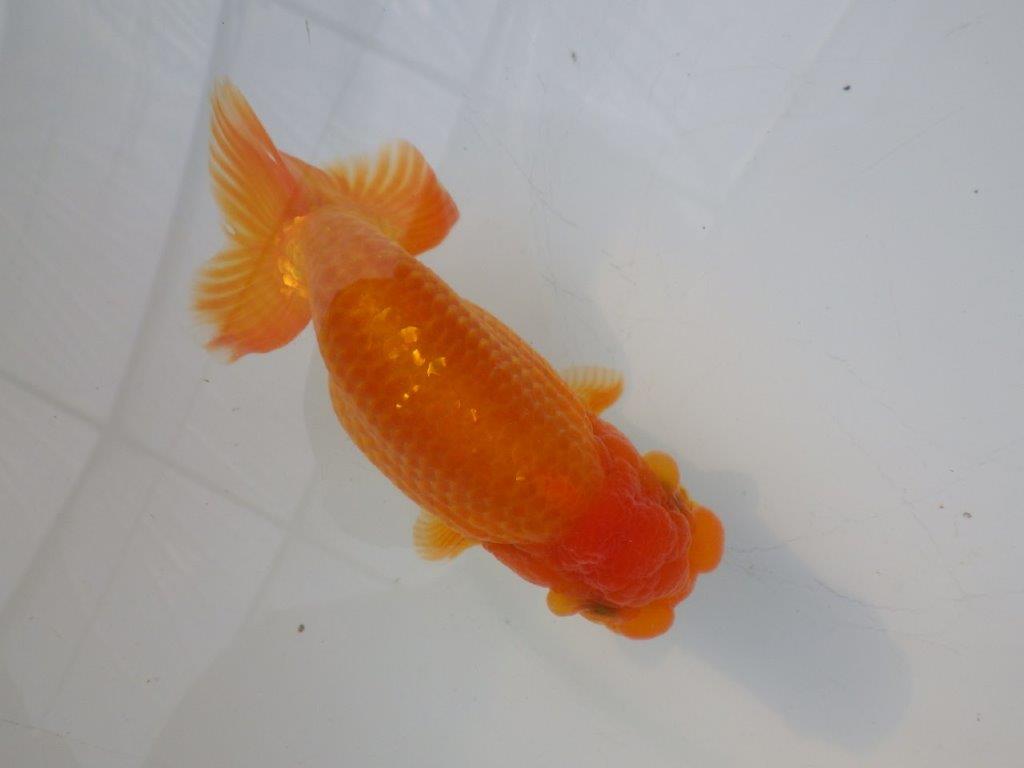 【全国大会東大関獲得ブリーダー様の系統魚 】フンタン&尾張りが良い!当歳らんちゅう約12,5㎝オス?