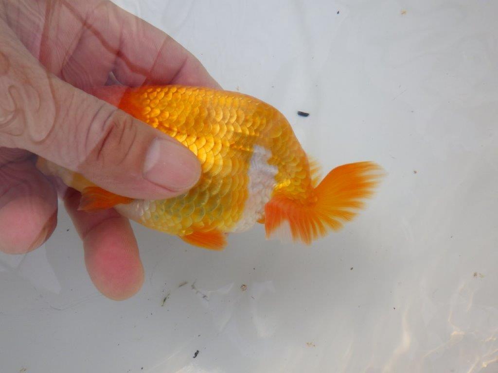 【全国大会東大関獲得ブリーダー様の系統魚 】フンタン&尾張りが良い!当歳らんちゅう約12,5㎝オス?