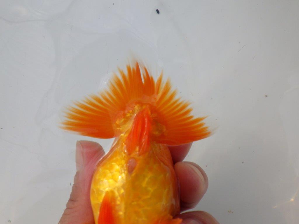 【全国大会東大関獲得ブリーダー様の系統魚 】雰囲気の良い当歳らんちゅう約12㎝メス?