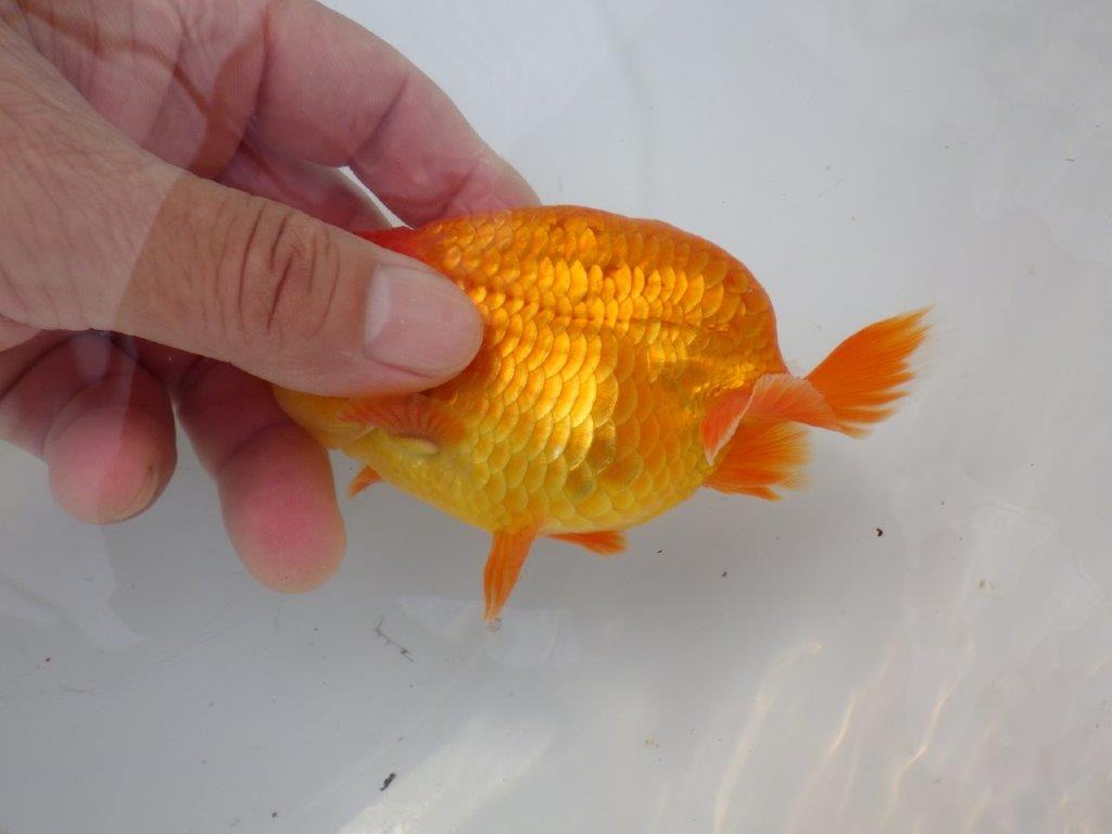 【全国大会東大関獲得ブリーダー様の系統魚 】雰囲気の良い当歳らんちゅう約12㎝メス?