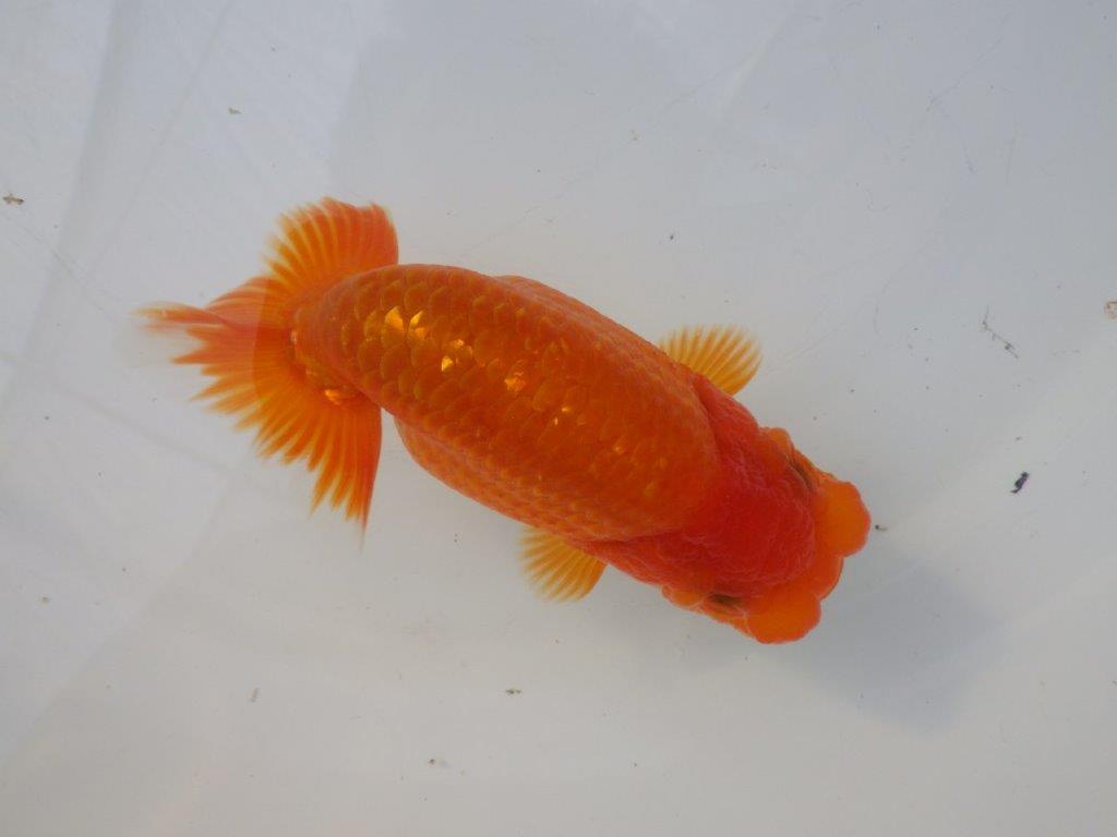 【全国大会東大関獲得ブリーダー様の系統魚 】雰囲気の良い当歳らんちゅう約12㎝メス?