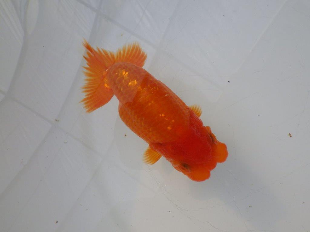 【全国大会東大関獲得ブリーダー様の系統魚 】雰囲気の良い当歳らんちゅう約12㎝メス?