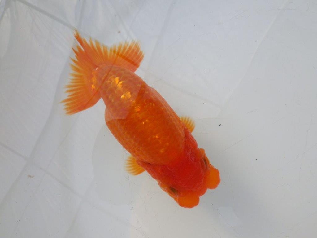 【全国大会東大関獲得ブリーダー様の系統魚 】雰囲気の良い当歳らんちゅう約12㎝メス？の上身