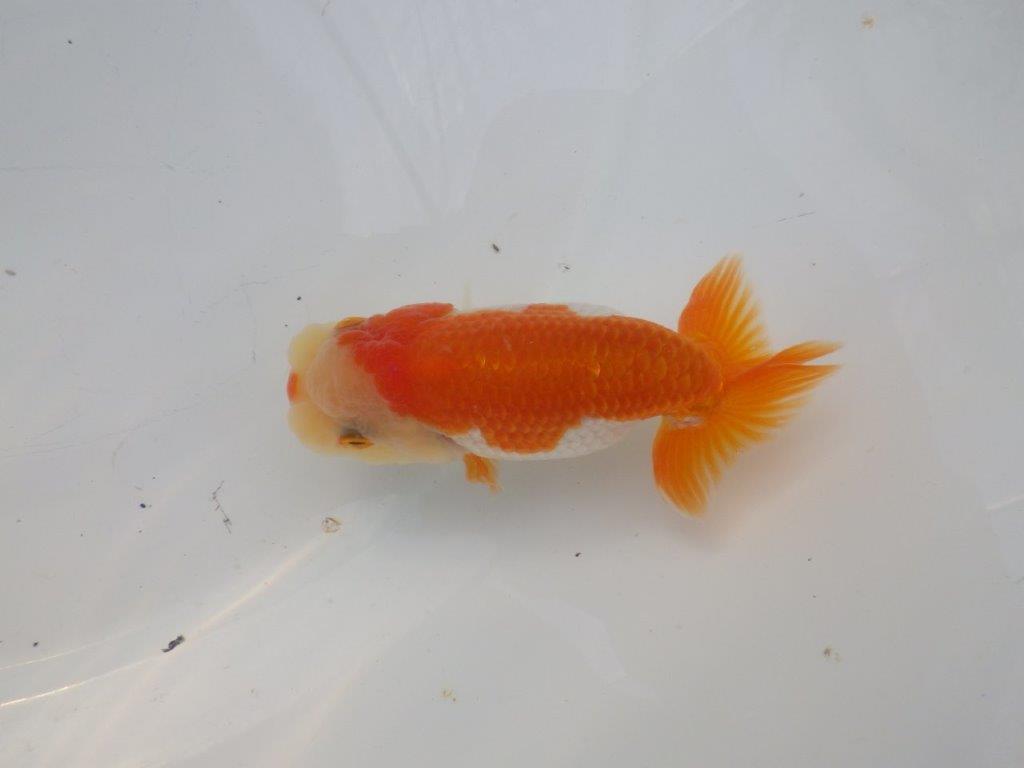 【全国大会東大関獲得ブリーダー様の系統魚 】可愛い当歳らんちゅう約10,5㎝メス?