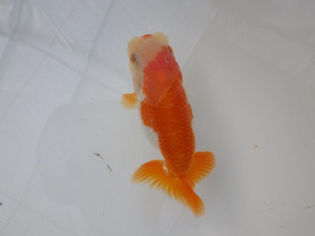 【全国大会東大関獲得ブリーダー様の系統魚 】可愛い当歳らんちゅう約10,5㎝メス?