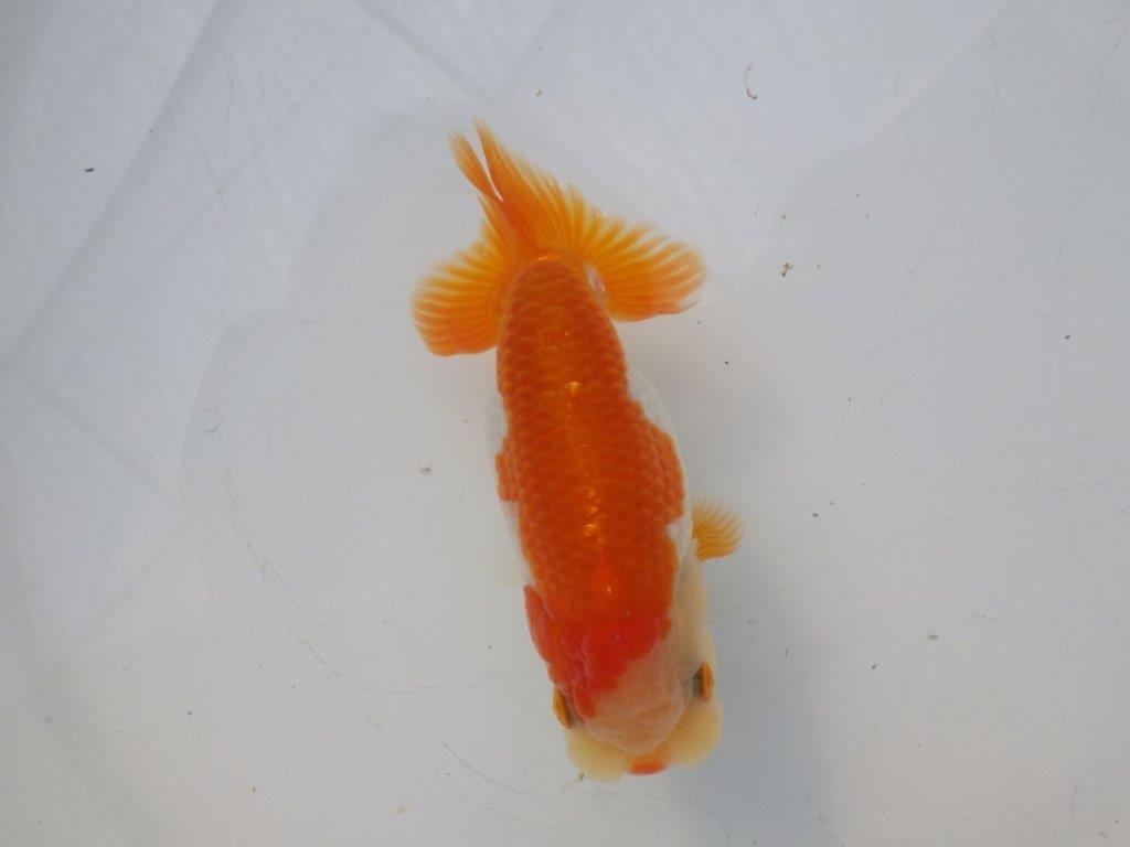 【全国大会東大関獲得ブリーダー様の系統魚 】可愛い当歳らんちゅう約10,5㎝メス？の上身