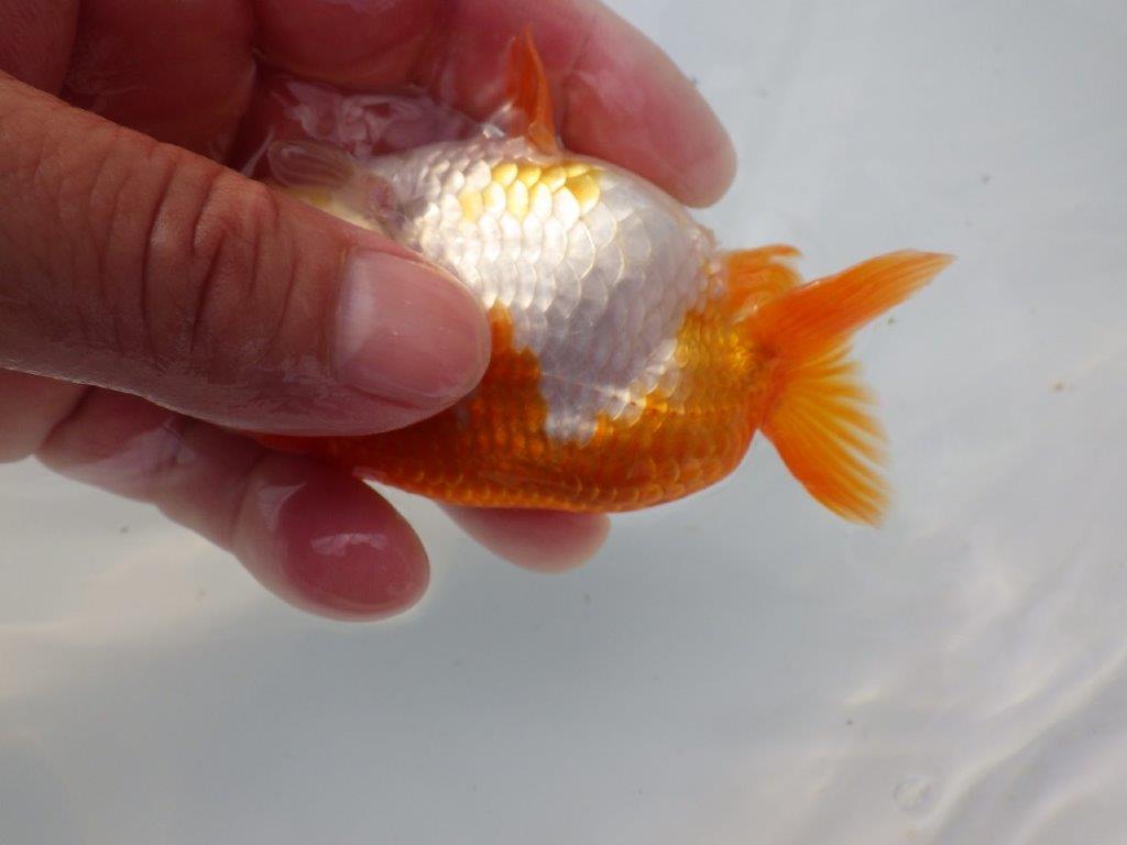 【全国大会東大関獲得ブリーダー様の系統魚 】可愛い当歳らんちゅう約10,5㎝メス?