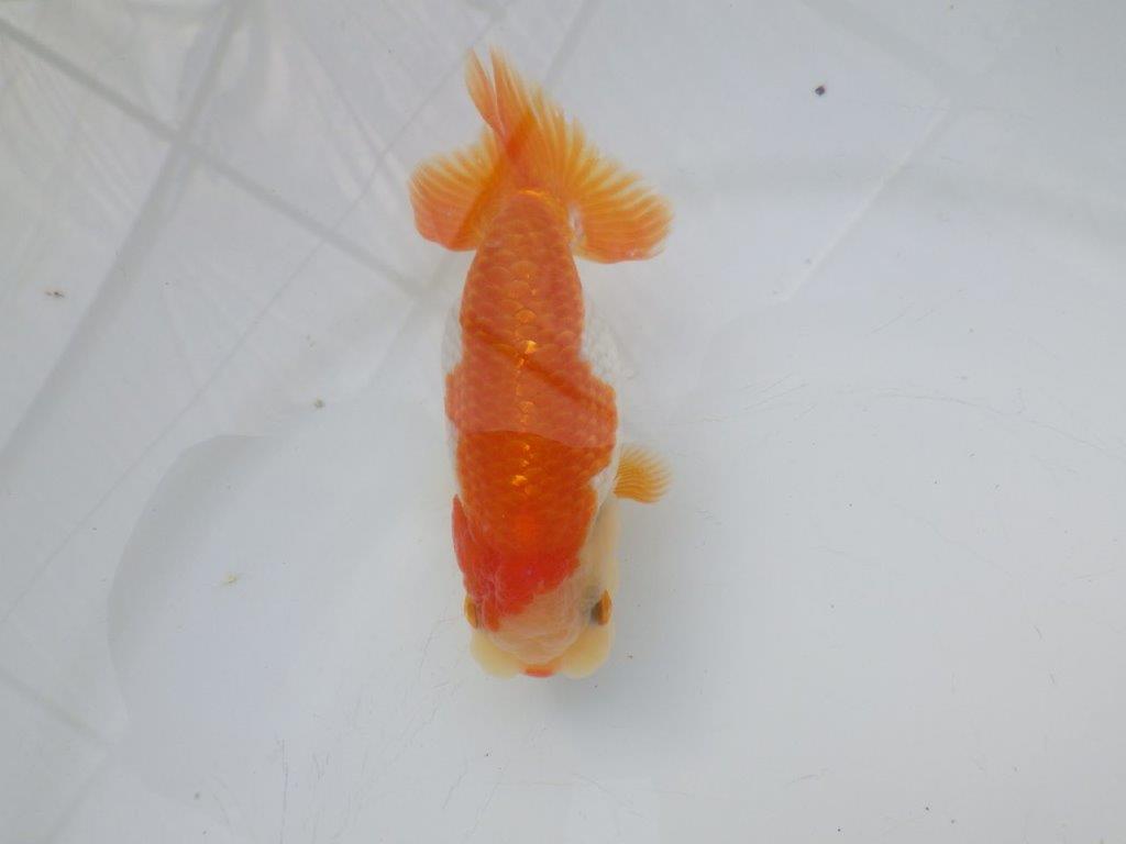 【全国大会東大関獲得ブリーダー様の系統魚 】可愛い当歳らんちゅう約10,5㎝メス?