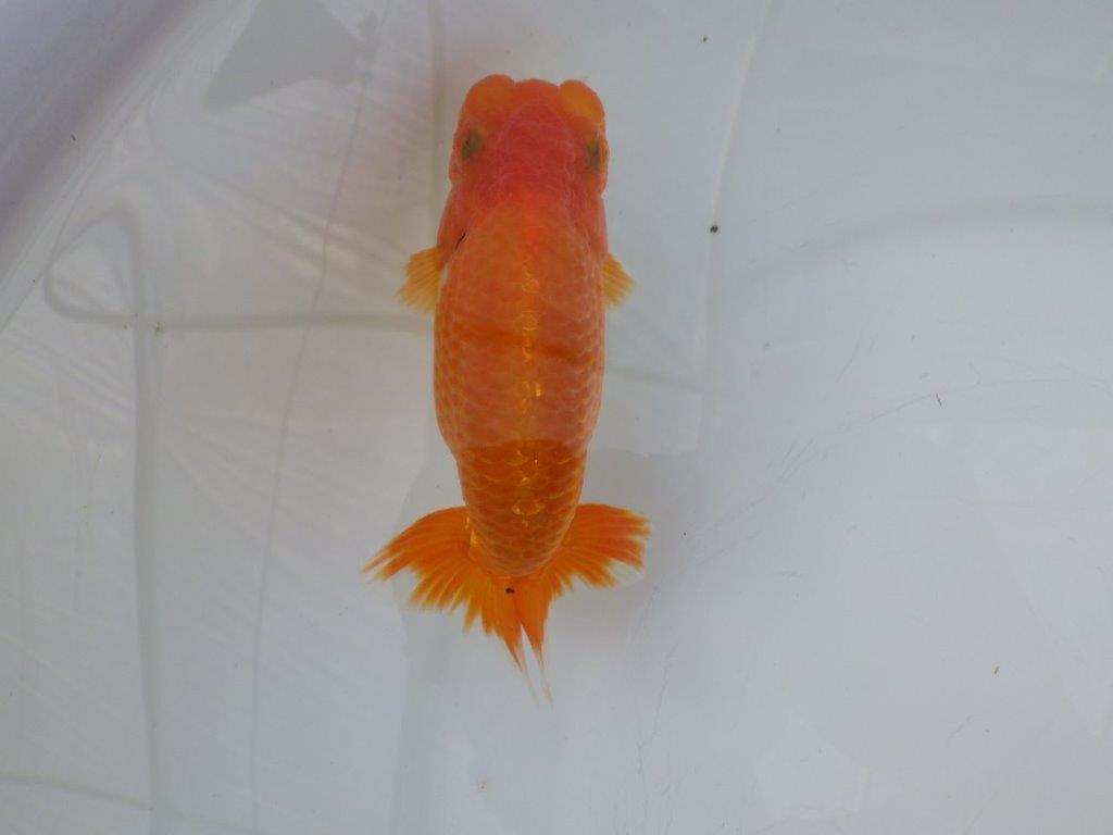 【全国大会東大関獲得ブリーダー 様の系統魚】大きめサイズの当歳らんちゅう約13㎝メス?