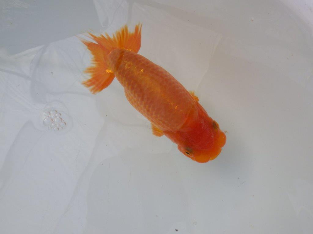 【全国大会東大関獲得ブリーダー 様の系統魚】大きめサイズの当歳らんちゅう約13㎝メス?