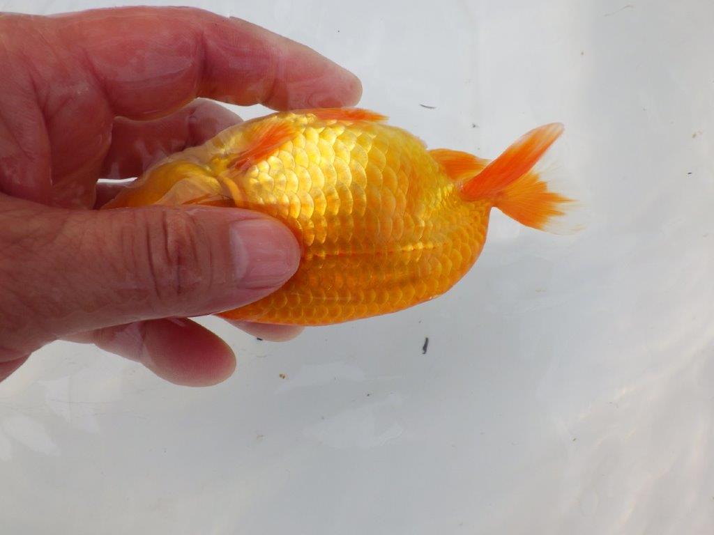 【全国大会東大関獲得ブリーダー 様の系統魚】大きめサイズの当歳らんちゅう約13㎝メス?