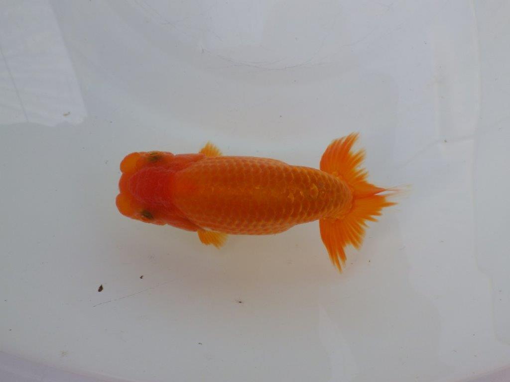 【全国大会東大関獲得ブリーダー 様の系統魚】大きめサイズの当歳らんちゅう約13㎝メス?