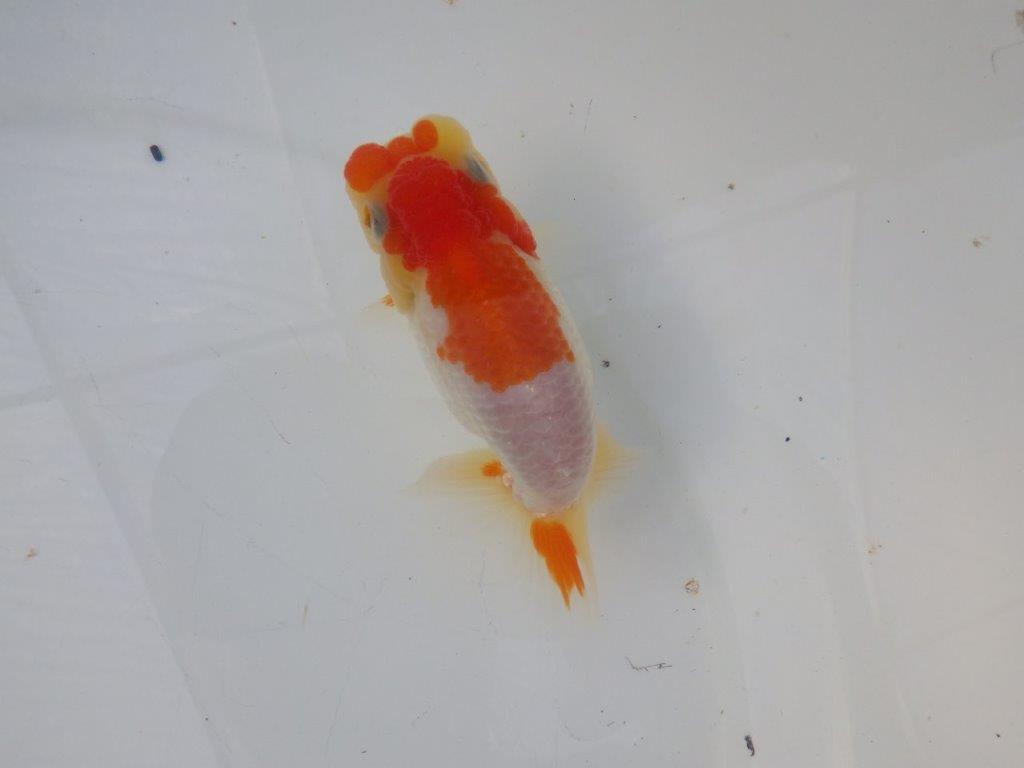 【全国大会東大関獲得ブリーダー様の系統魚 】ご鑑賞お勧め当歳らんちゅう約12㎝オス?