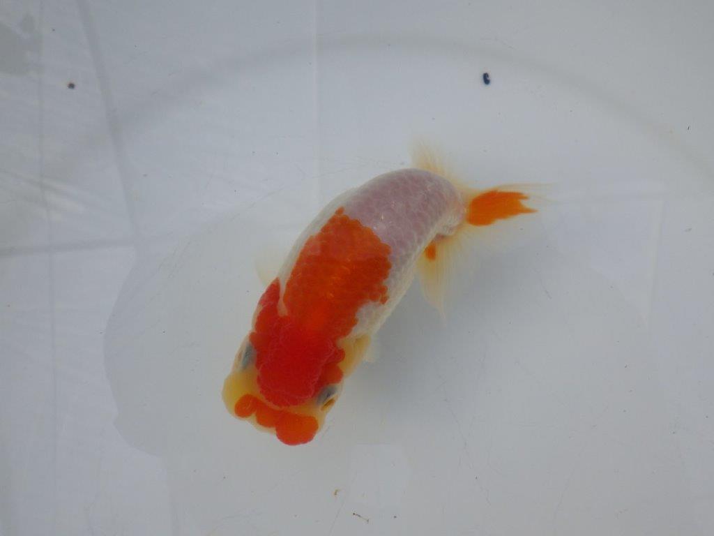 【全国大会東大関獲得ブリーダー様の系統魚 】ご鑑賞お勧め当歳らんちゅう約12㎝オス?