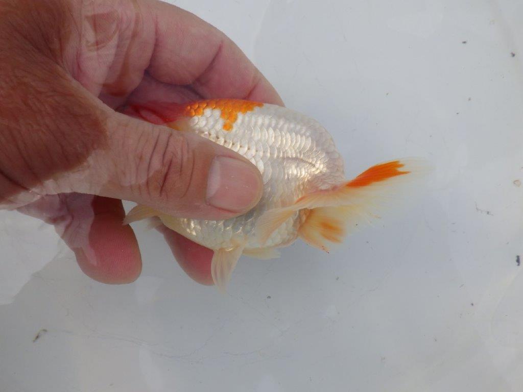 【全国大会東大関獲得ブリーダー様の系統魚 】ご鑑賞お勧め当歳らんちゅう約12㎝オス?