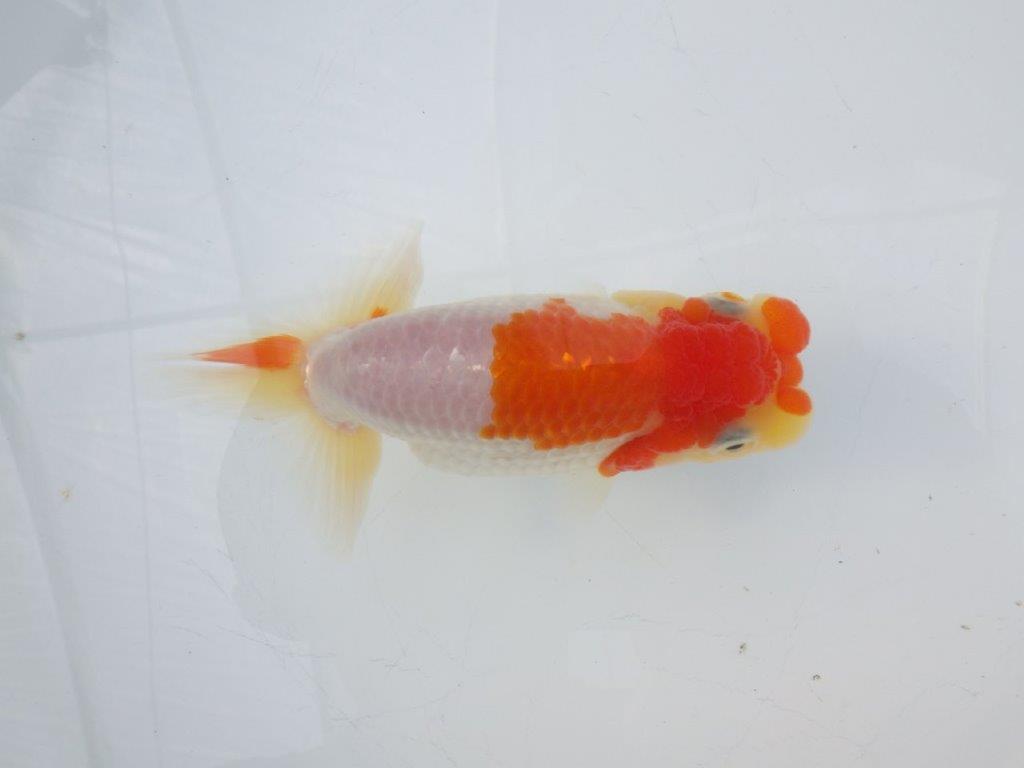 【全国大会東大関獲得ブリーダー様の系統魚 】ご鑑賞お勧め当歳らんちゅう約12㎝オス？の上身