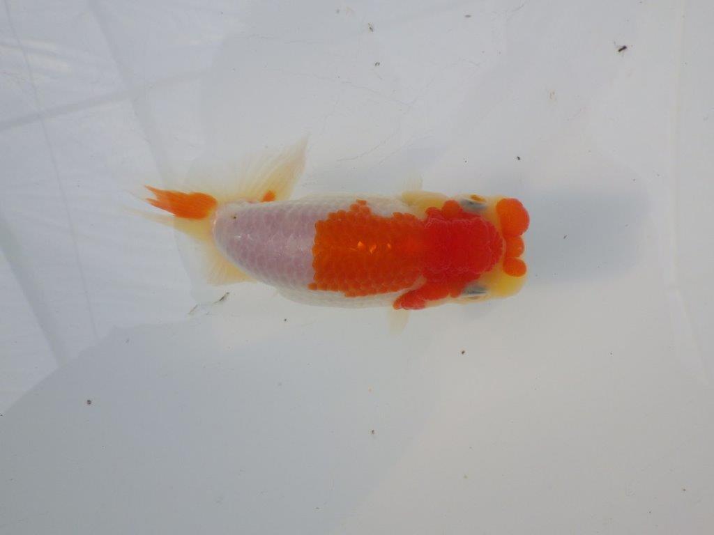 【全国大会東大関獲得ブリーダー様の系統魚 】ご鑑賞お勧め当歳らんちゅう約12㎝オス?