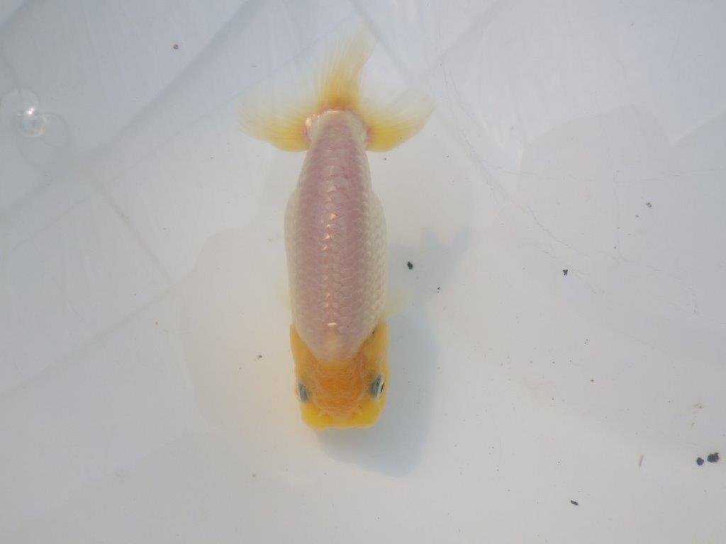 【全国大会東大関獲得ブリーダー様の系統魚 】レア!真っ白当歳らんちゅう約10,5㎝オス?